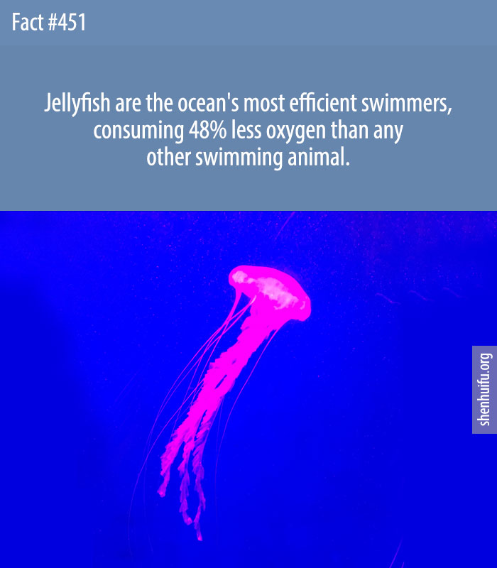 Jellyfish are the ocean's most efficient swimmers, consuming 48% less oxygen than any other swimming animal.