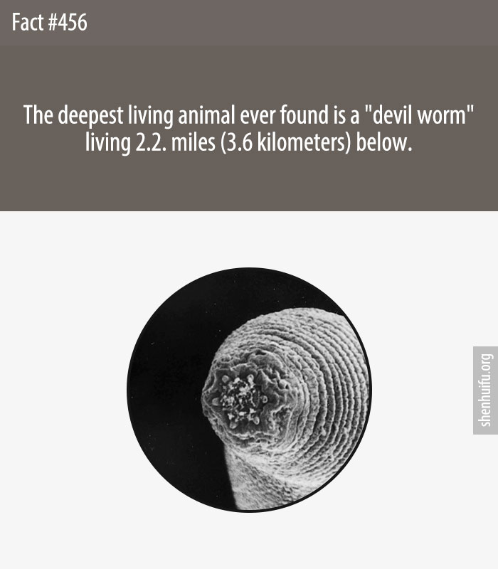 The deepest living animal ever found is a 'devil worm' living 2.2. miles (3.6 kilometers) below.