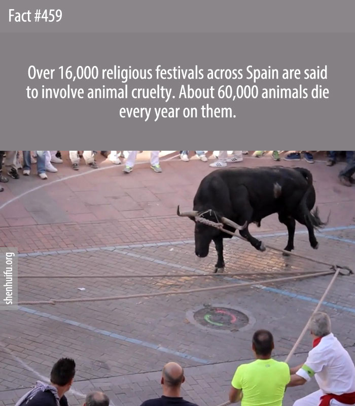 Over 16,000 religious festivals across Spain are said to involve animal cruelty. About 60,000 animals die every year on them.