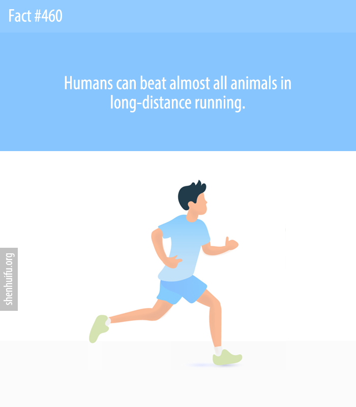 Humans can beat almost all animals in long-distance running.