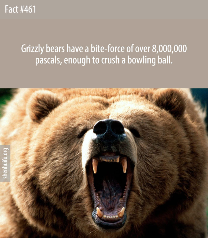 Grizzly bears have a bite-force of over 8,000,000 pascals, enough to crush a bowling ball.