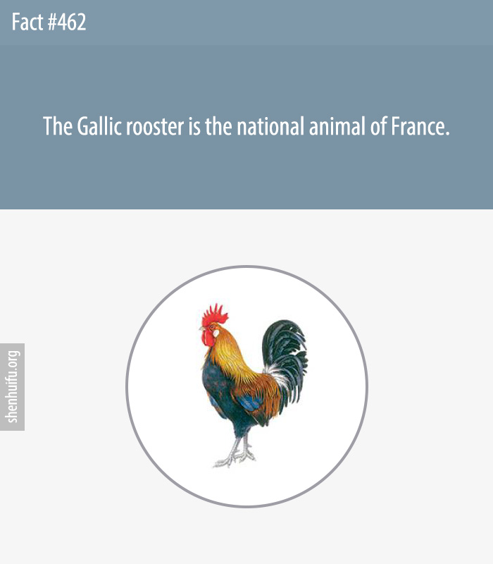 The Gallic rooster is the national animal of France.