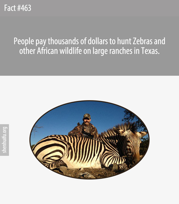 People pay thousands of dollars to hunt Zebras and other African wildlife on large ranches in Texas.