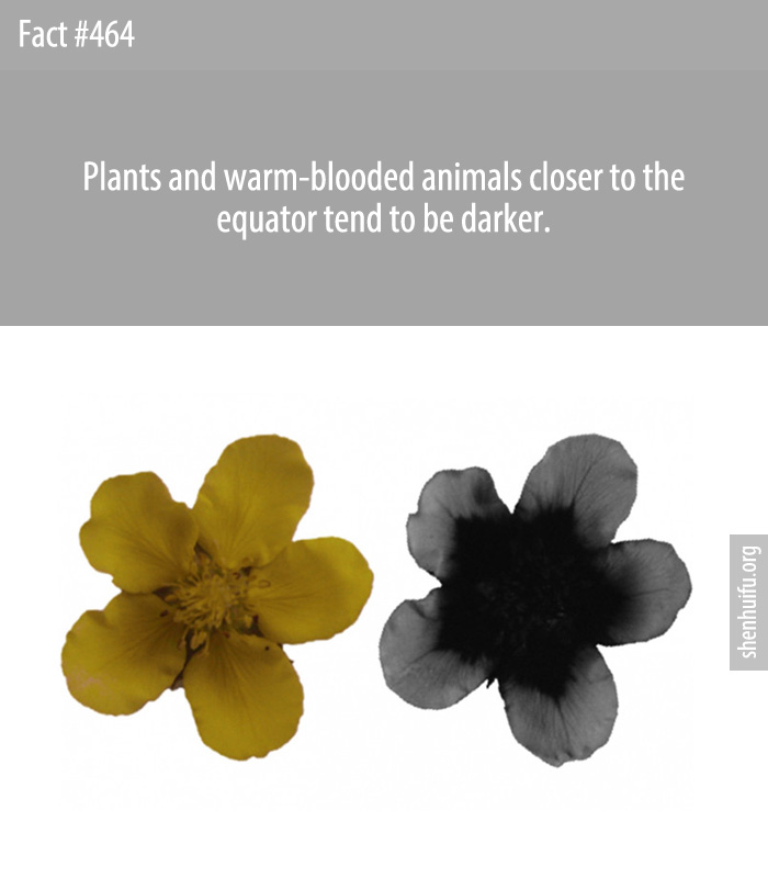 Plants and warm-blooded animals closer to the equator tend to be darker.