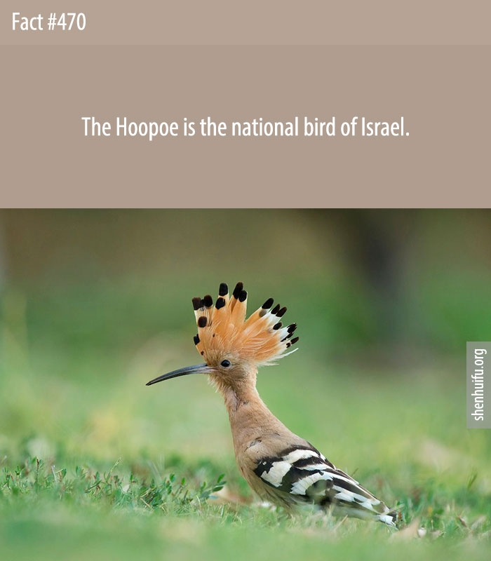 The Hoopoe is the national bird of Israel.