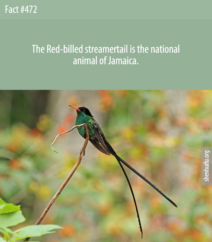The Red-billed streamertail is the national animal of Jamaica.
