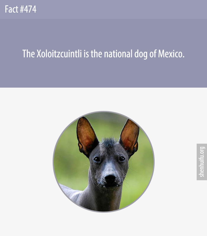 The Xoloitzcuintli is the national dog of Mexico.