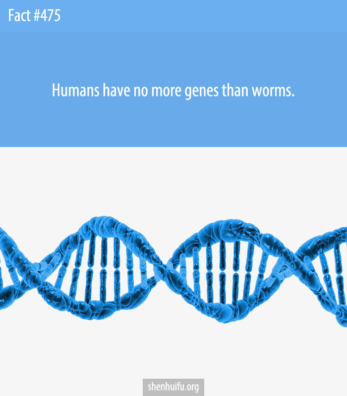 Humans have no more genes than worms.