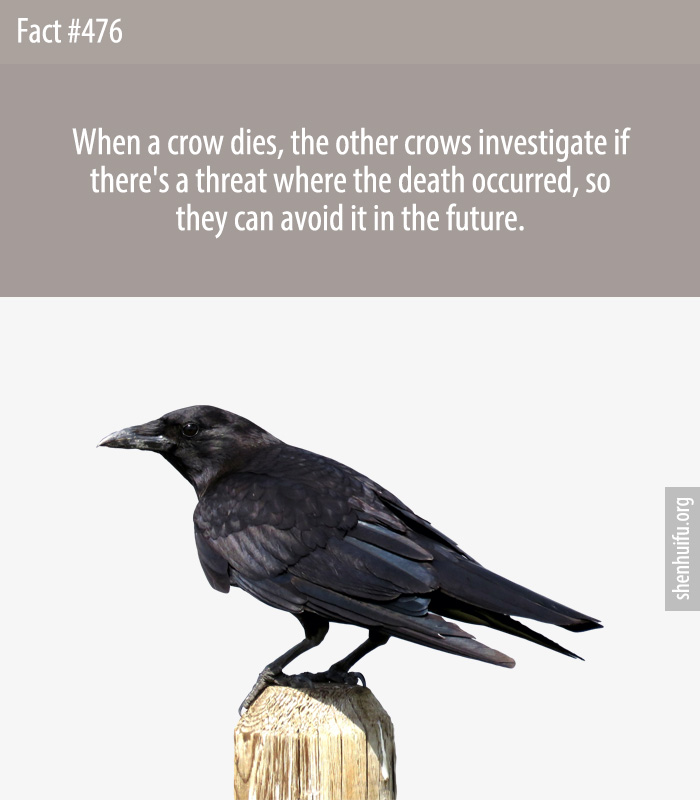When a crow dies, the other crows investigate if there's a threat where the death occurred, so they can avoid it in the future.