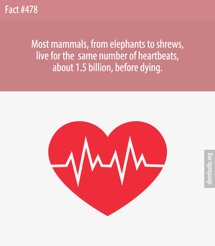 Most mammals, from elephants to shrews, live for the  same number of heartbeats, about 1.5 billion, before dying.