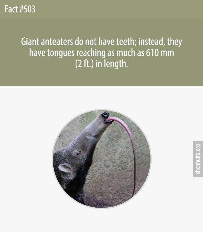 Giant anteaters do not have teeth; instead, they have tongues reaching as much as 610 mm (2 ft.) in length.