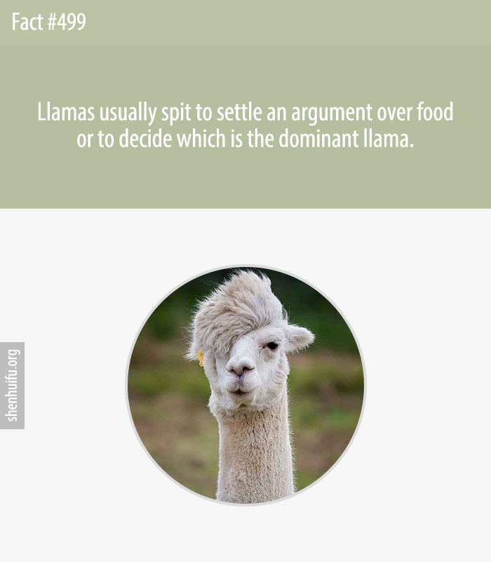 Llamas usually spit to settle an argument over food or to decide which is the dominant llama.