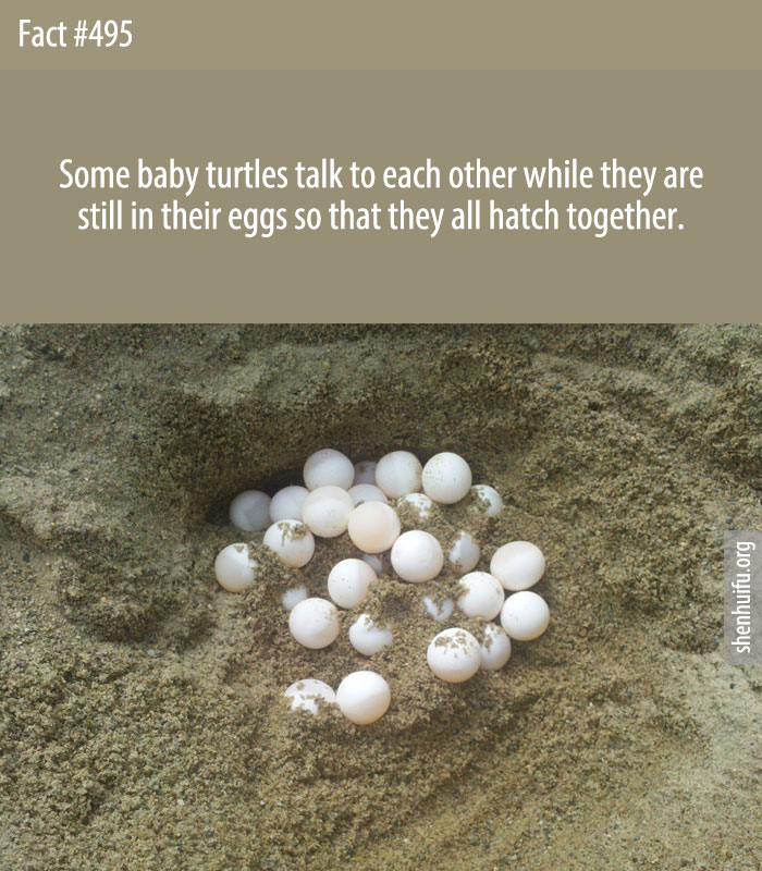 Some baby turtles talk to each other while they are still in their eggs so that they all hatch together.