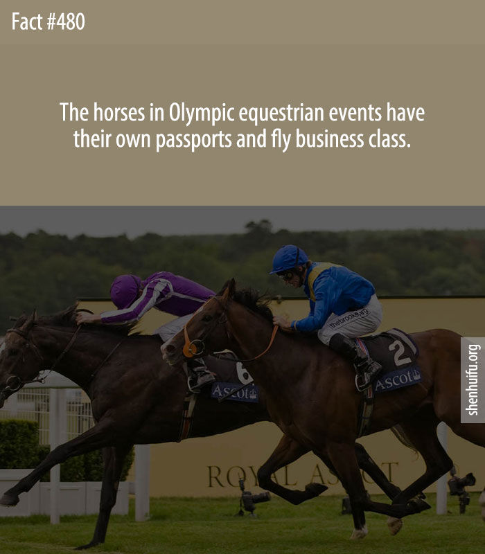 The horses in Olympic equestrian events have their own passports and fly business class.