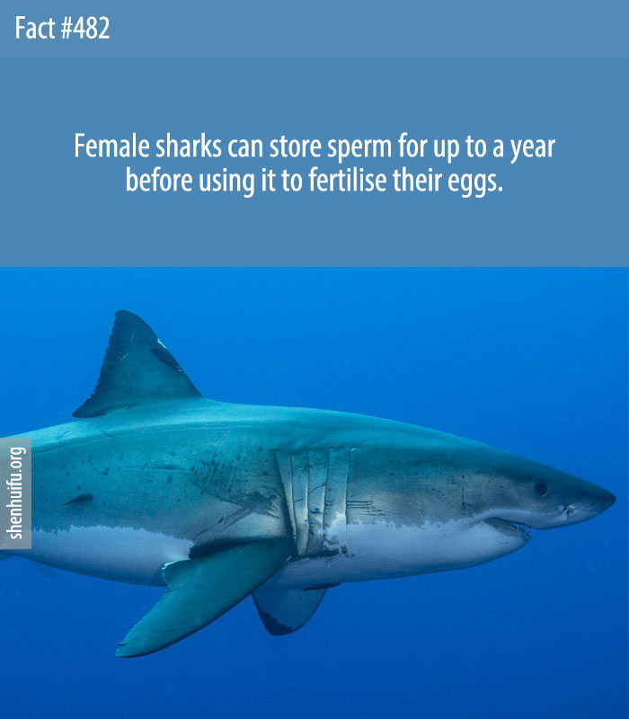Female sharks can store sperm for up to a year before using it to fertilise their eggs.