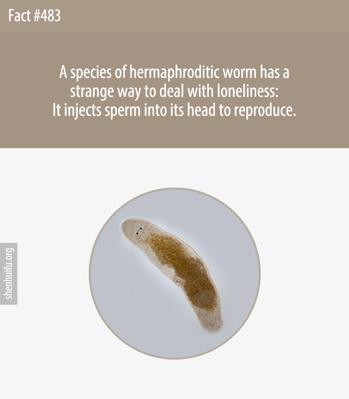 A species of hermaphroditic worm has a strange way to deal with loneliness: It injects sperm into its head to reproduce.