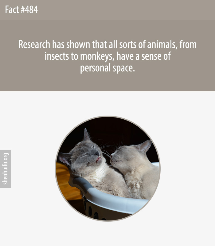 Research has shown that all sorts of animals, from insects to monkeys, have a sense of personal space.