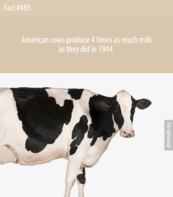 American cows produce 4 times as much milk as they did in 1944.