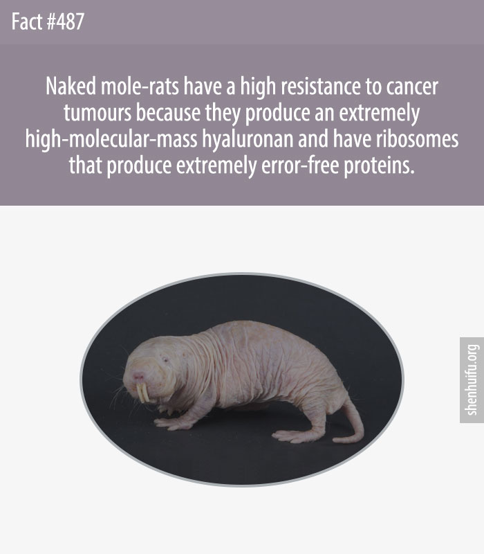Naked mole-rats have a high resistance to cancer tumours because they produce an extremely high-molecular-mass hyaluronan and have ribosomes that produce extremely error-free proteins.