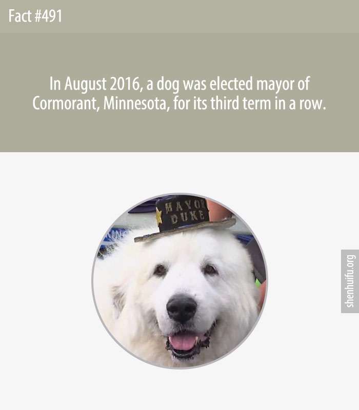 In August 2016, a dog was elected mayor of Cormorant, Minnesota, for its third term in a row.