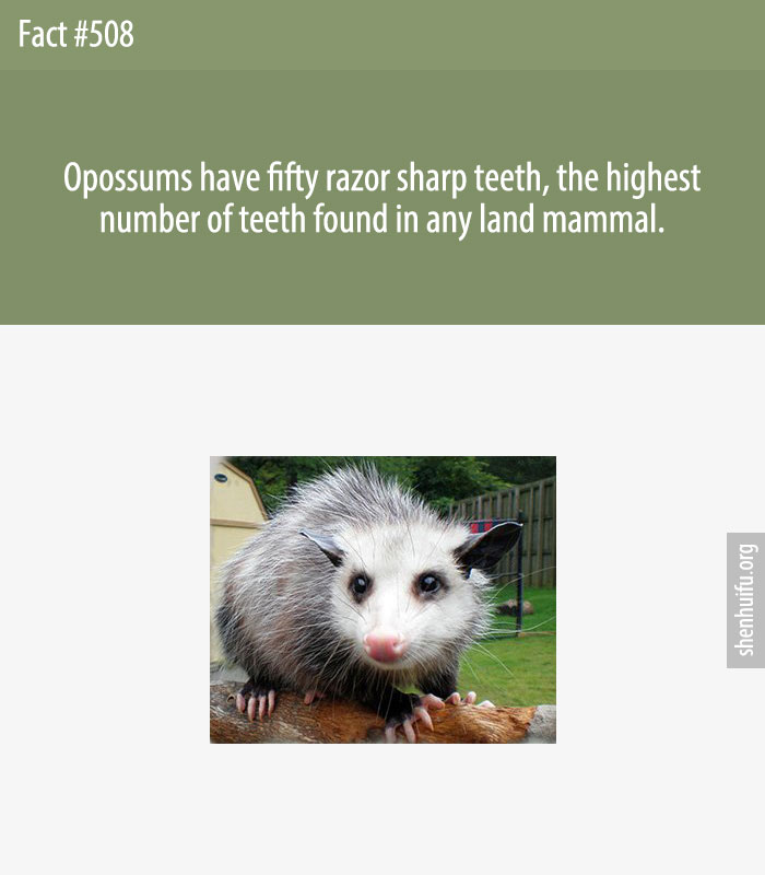 Opossums have fifty razor sharp teeth, the highest number of teeth found in any land mammal.