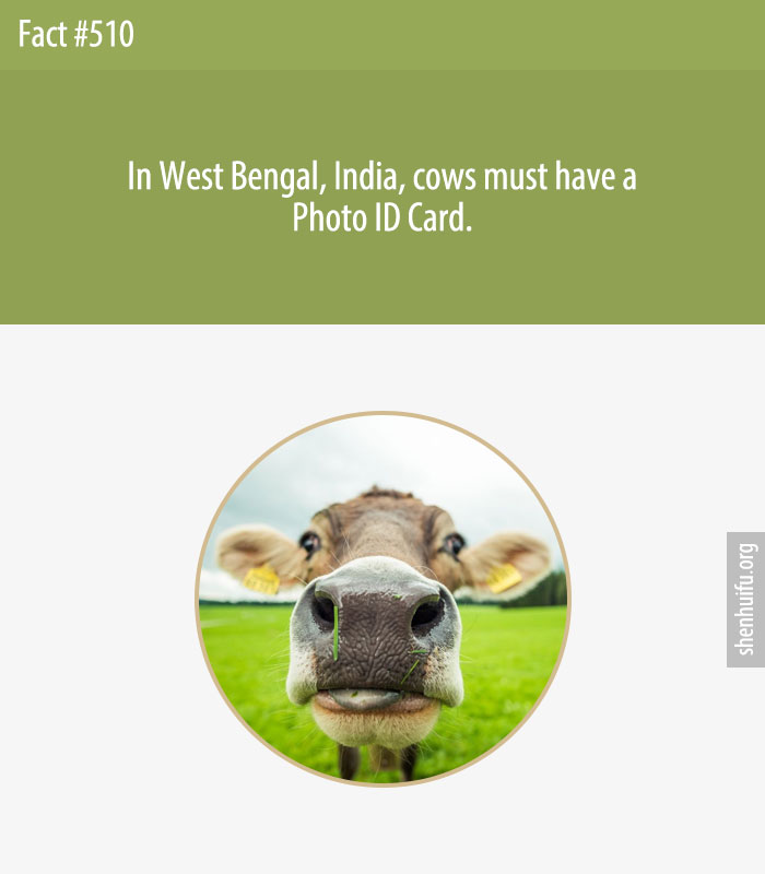 In West Bengal, India, cows must have a Photo ID Card.