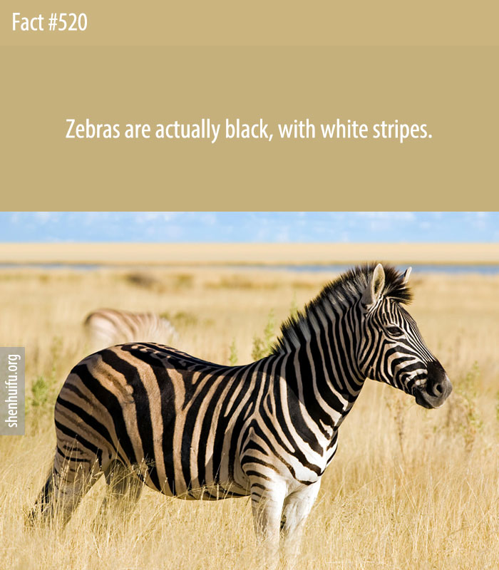 Zebras are actually black, with white stripes.