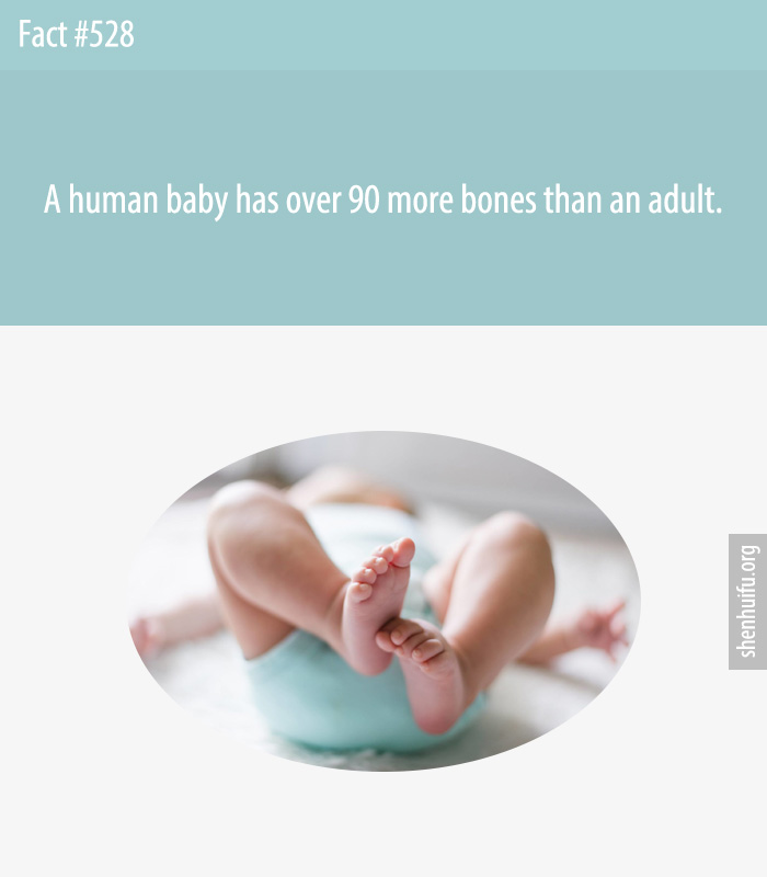 A human baby has over 60 more bones than an adult.