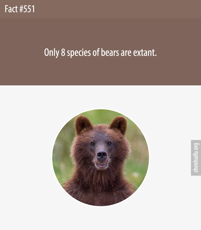 Only 8 species of bears are extant.