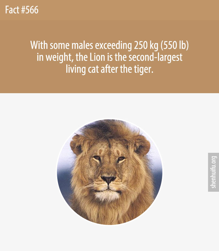 With some males exceeding 250 kg (550 lb) in weight, the Lion is the second-largest living cat after the tiger.