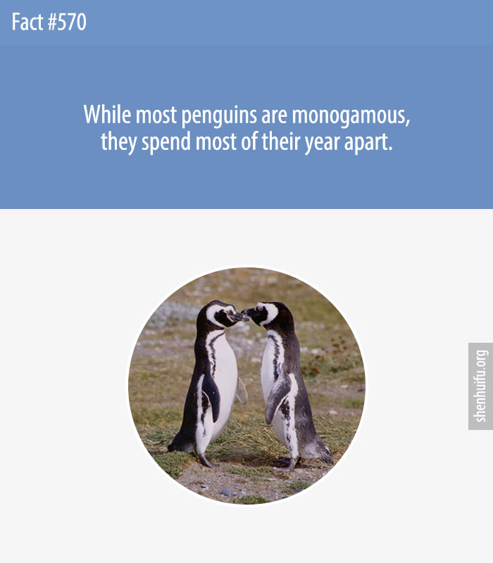 While most penguins are monogamous, they spend most of their year apart.