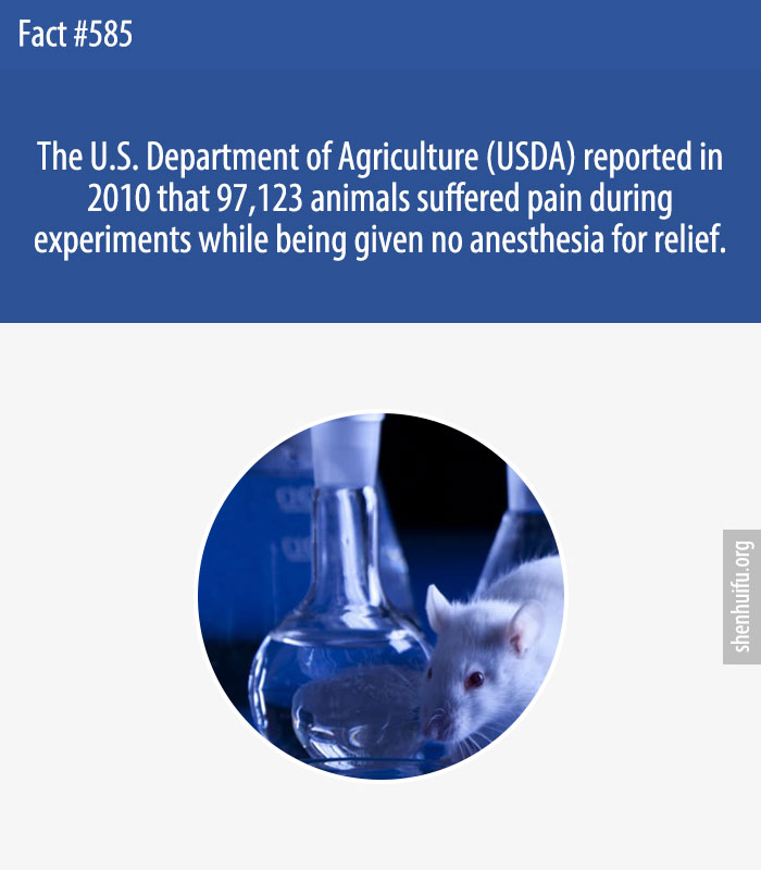 The U.S. Department of Agriculture (USDA) reported in 2010 that 97,123 animals suffered pain during experiments while being given no anesthesia for relief.