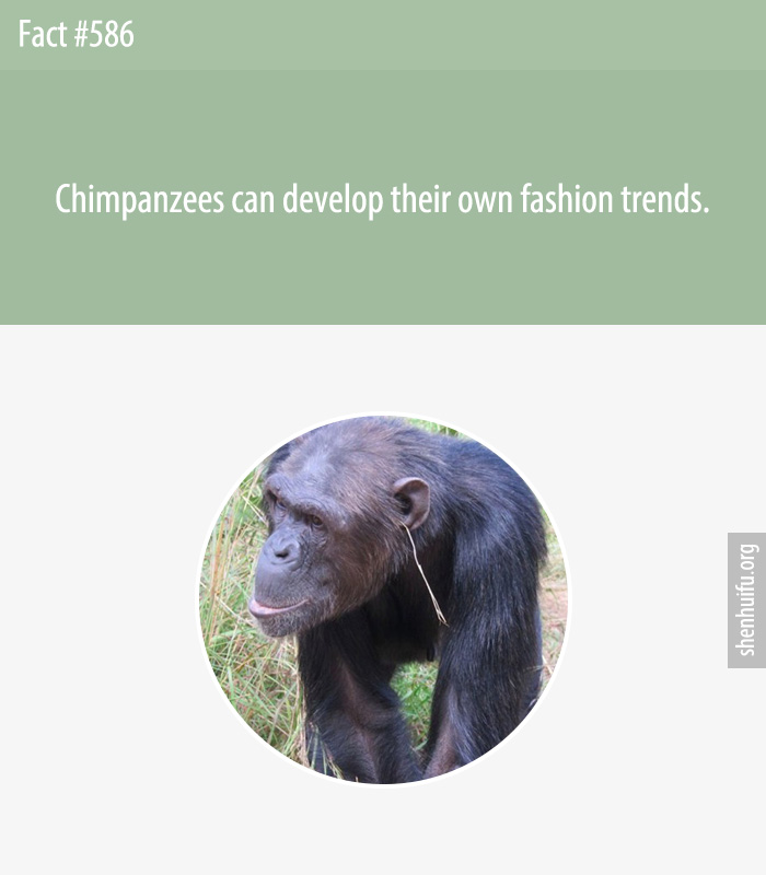 Chimpanzees can develop their own fashion trends.
