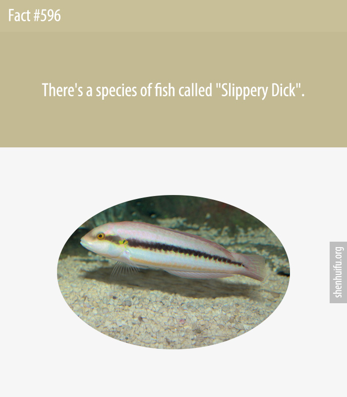 There's a Species of Fish Called 'Slippery Dick'