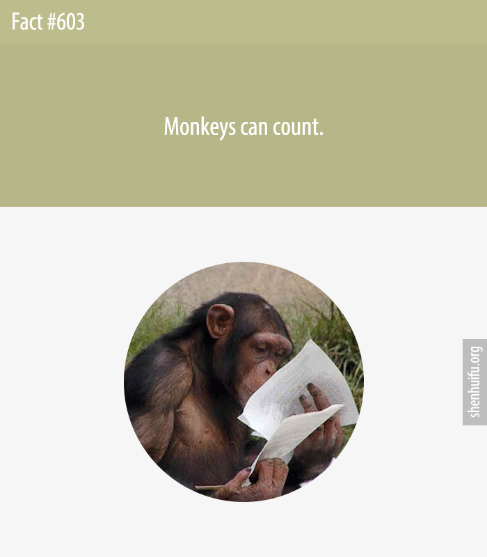 Monkeys can count.