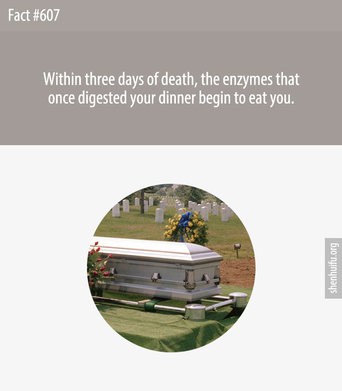 Within three days of death, the enzymes that once digested your dinner begin to eat you.