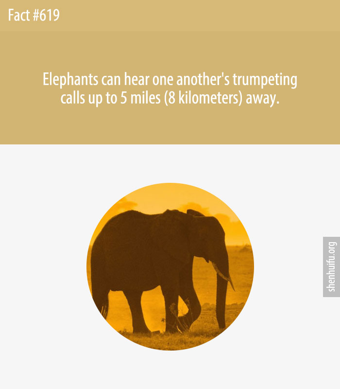 Elephants can hear one another's trumpeting calls up to 5 miles (8 kilometers) away.