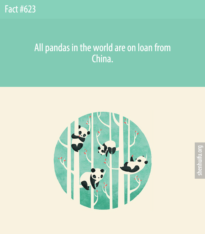 All pandas in the world are on loan from China.