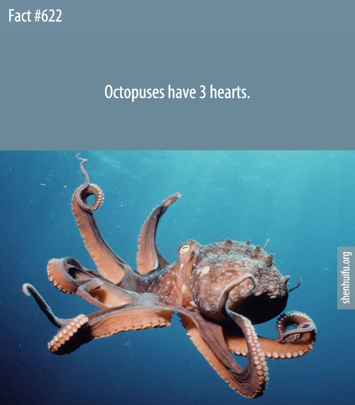 Octopuses have 3 hearts.
