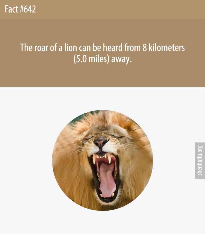 The roar of a lion can be heard from 8 kilometers (5.0 miles) away.