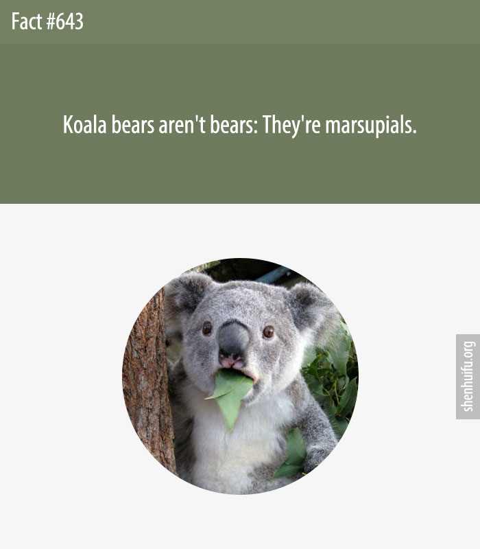Koala bears aren't bears: They're marsupials.