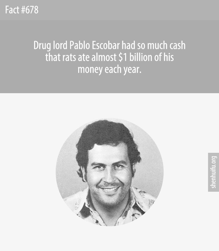 Drug lord Pablo Escobar had so much cash that rats ate almost $1 billion of his money each year.