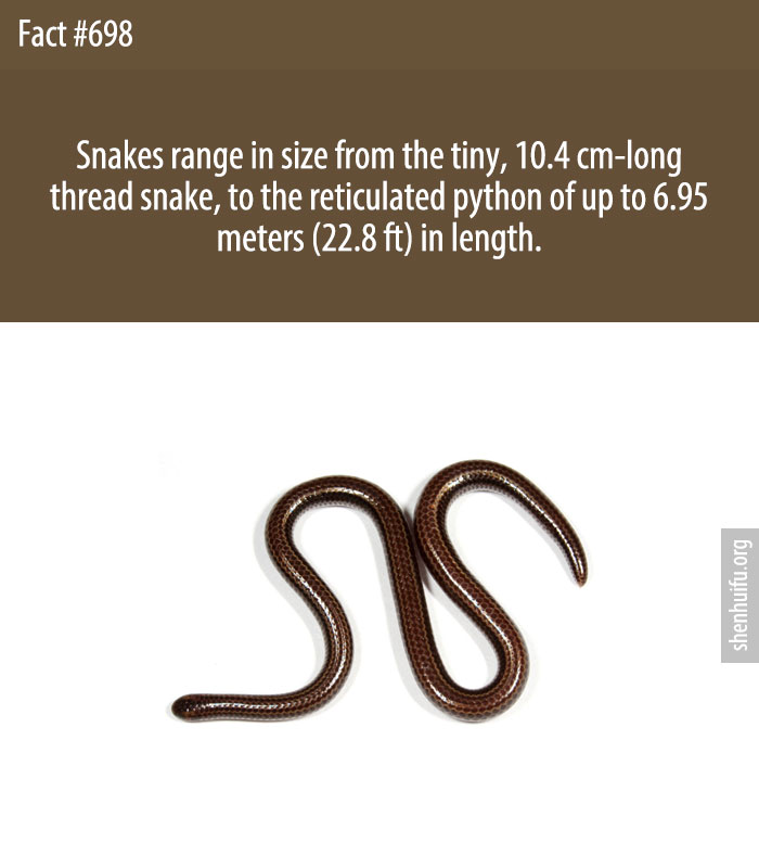 Snakes range in size from the tiny, 10.4 cm-long thread snake, to the reticulated python of up to 6.95 meters (22.8 ft) in length.