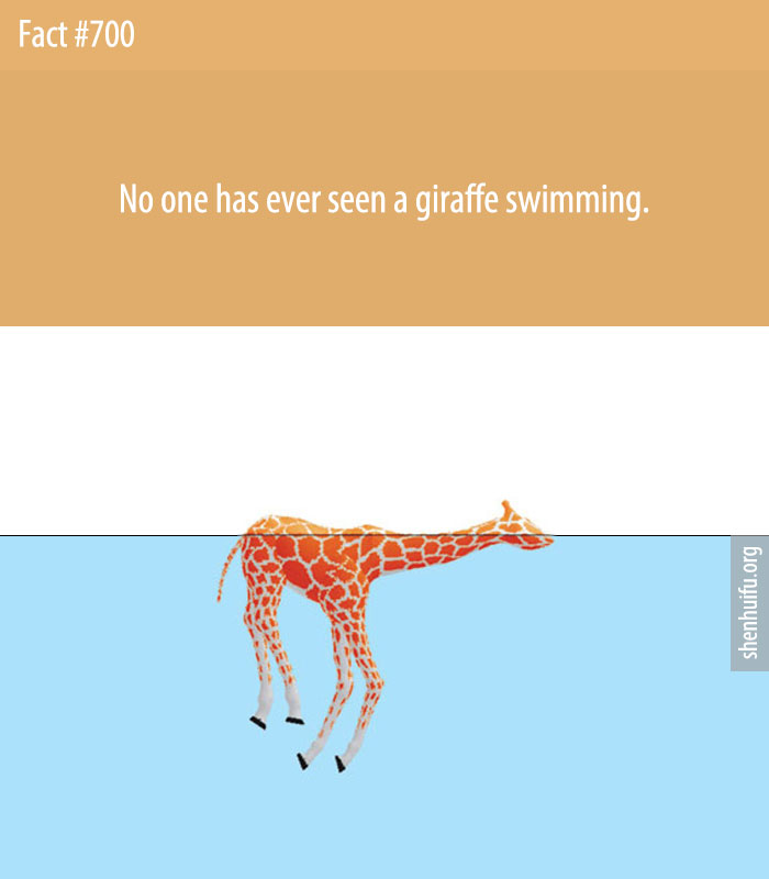 No one has ever seen a giraffe swimming.