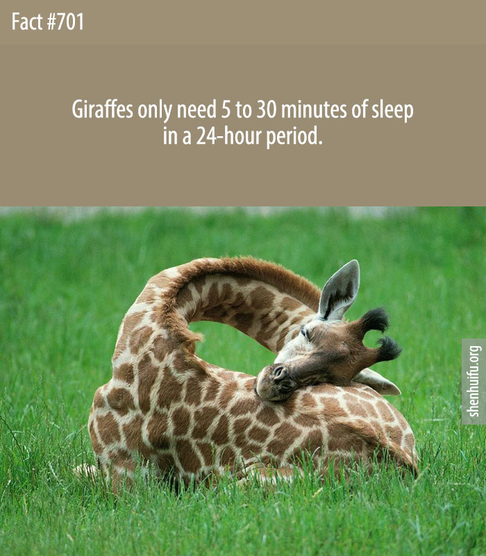 Giraffes only need 5 to 30 minutes of sleep in a 24-hour period.