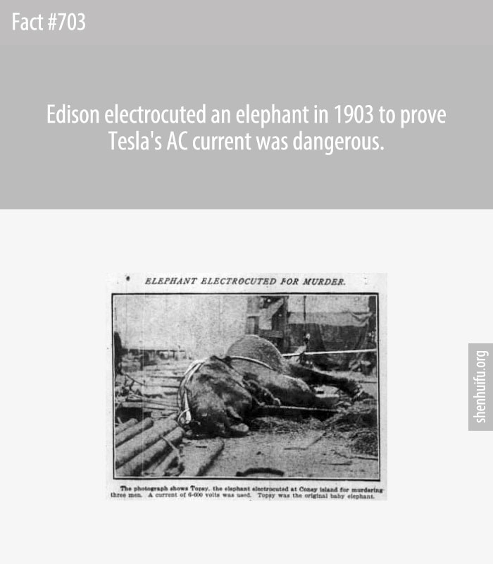 Edison electrocuted an elephant in 1903 to prove Tesla's AC current was dangerous.