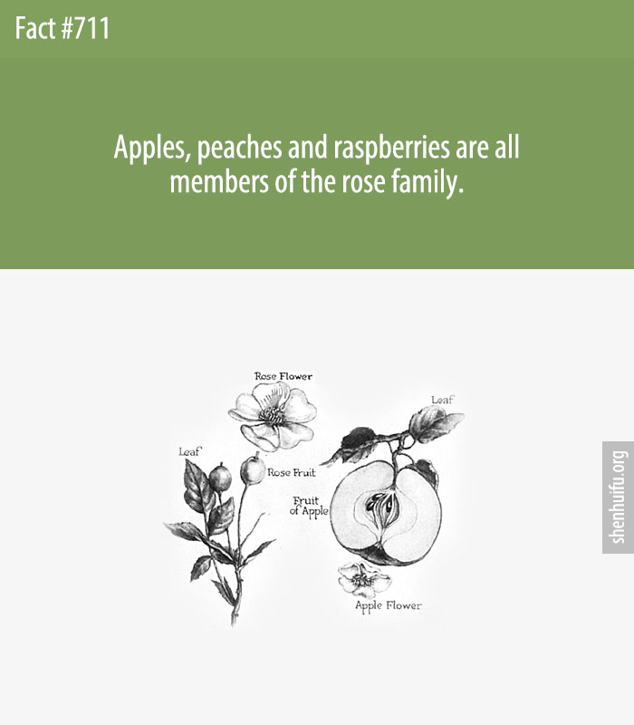 Apples, peaches and raspberries are all members of the rose family.