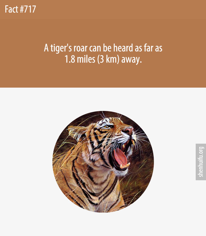 A tiger's roar can be heard as far as 1.8 miles (3 km) away.