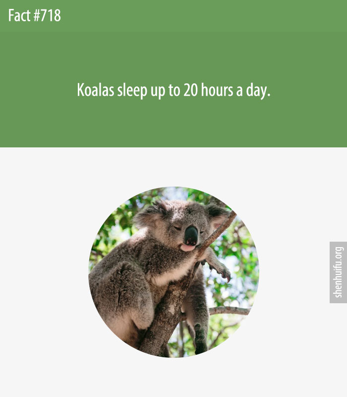 Koalas sleep up to 20 hours a day.