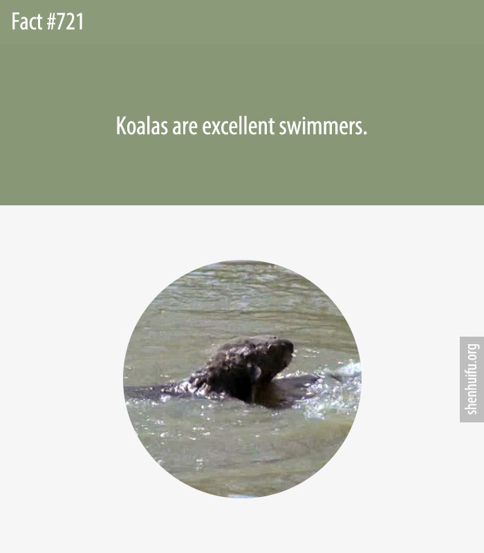 Koalas are excellent swimmers.